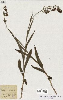 spécimen de Epipactis palustris
