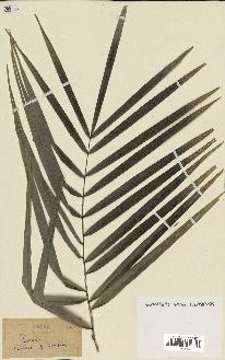 spécimen de Phoenix reclinata