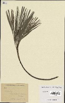 spécimen de Dypsis sp.