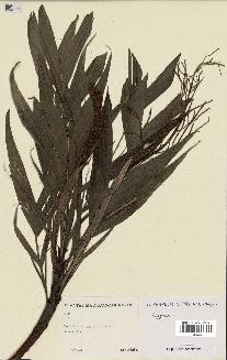 spécimen de Dypsis hildebrandtii