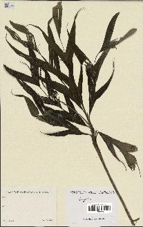 spécimen de Dypsis sp.