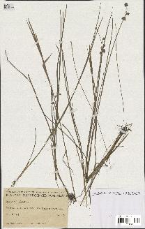 spécimen de Juncus articulatus