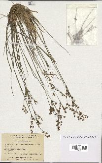 spécimen de Juncus articulatus