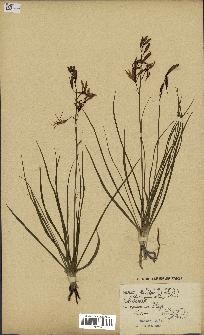 spécimen de Anthericum liliago