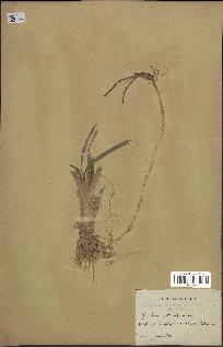 spécimen de Typha australis