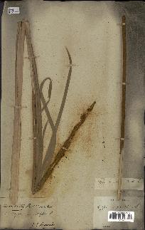 spécimen de Typha angustata