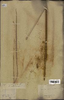 spécimen de Typha angustata