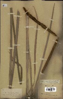 spécimen de Typha angustata