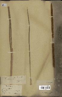 spécimen de Typha angustata