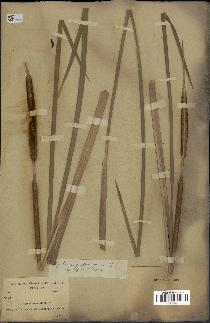 spécimen de Typha angustata