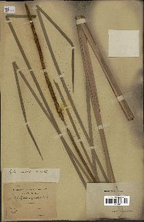spécimen de Typha angustata