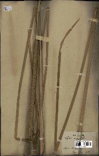 spécimen de Typha angustifolia