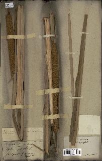 spécimen de Typha angustifolia