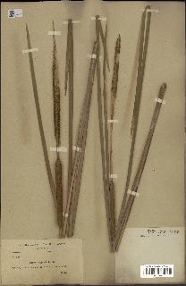 spécimen de Typha angustifolia