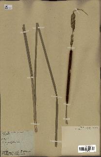spécimen de Typha angustifolia