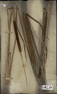 spécimen de Typha angustifolia