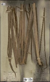 spécimen de Typha angustifolia