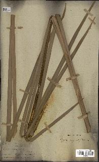 spécimen de Typha angustifolia