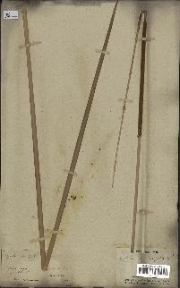 spécimen de Typha angustifolia