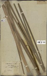 spécimen de Typha angustata