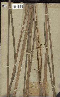 spécimen de Typha angustata