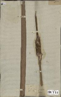 spécimen de Typha maresii