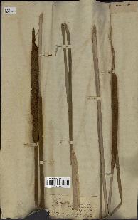 spécimen de Typha angustifolia
