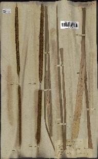 spécimen de Typha angustifolia