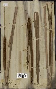 spécimen de Typha angustifolia