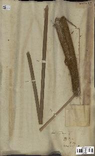 spécimen de Typha angustifolia