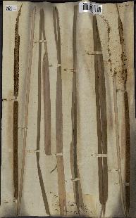 spécimen de Typha angustifolia