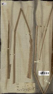 spécimen de Typha angustifolia