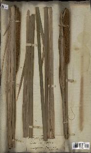 spécimen de Typha angustifolia