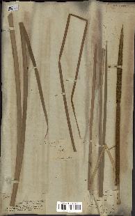 spécimen de Typha angustifolia