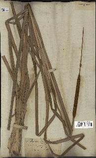 spécimen de Typha angustifolia