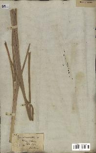 spécimen de Typha angustifolia