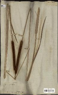 spécimen de Typha angustifolia