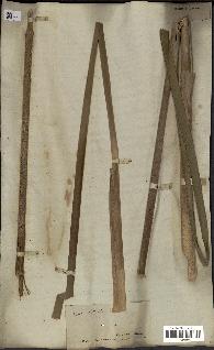 spécimen de Typha angustifolia