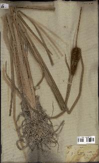 spécimen de Typha angustifolia