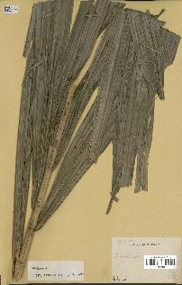 spécimen de Calamus sp.