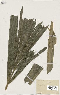 spécimen de Calamus sp.