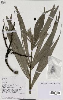 spécimen de Dypsis sp.