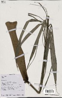 spécimen de Dypsis sp.