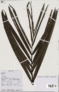 spécimen de Dypsis sp.