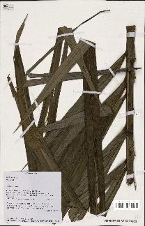 spécimen de Dypsis sp.