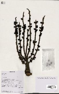 spécimen de Dypsis sp.