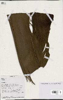 spécimen de Dypsis sp.