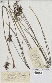 spécimen de Juncus acutiflorus