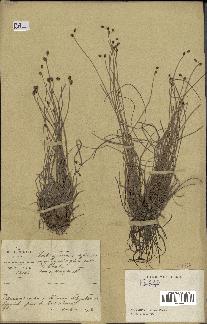 spécimen de Fimbristylis sp.