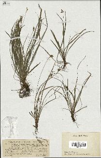 spécimen de Carex ornithopoda